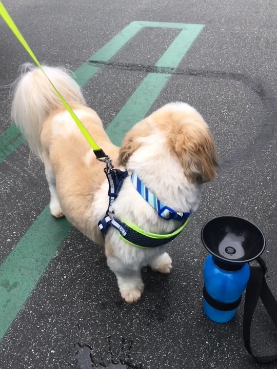 Q d Doggie - Pet Groomers Near Me - Lake Forest, California