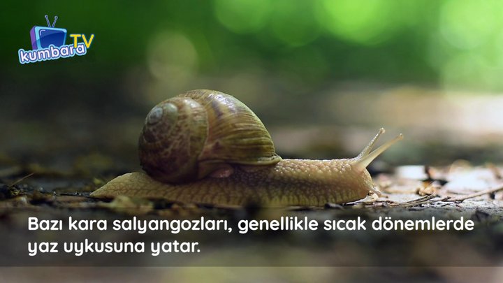 thumbnail Yaz Uykusu