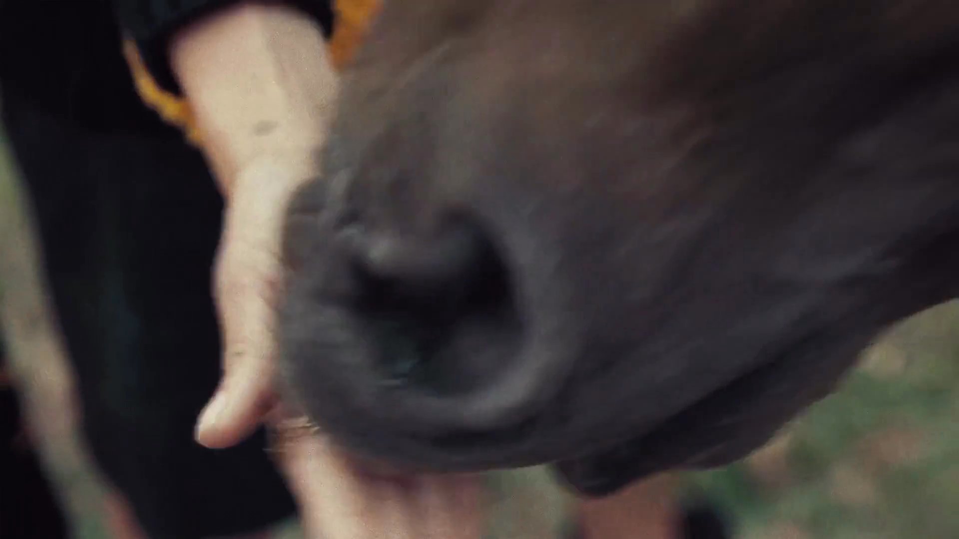 Coach “Dreamers”