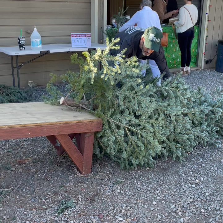 Hillside Tree Farm - Ready to be tied up. - Christmas Trees Near Me - Camino, California