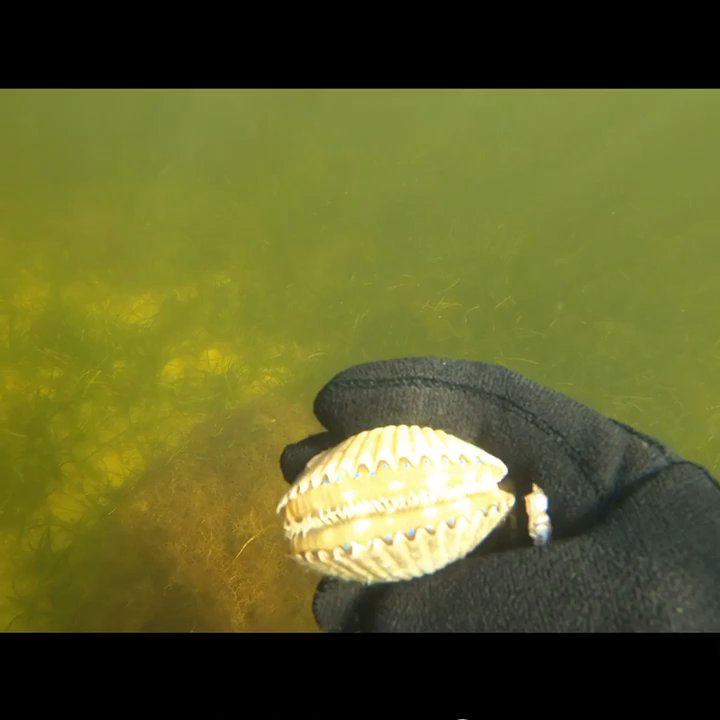 YKnotFish - Capt Tony will put you on some scallops! - Boat Charters Near Me - Steinhatchee, Florida