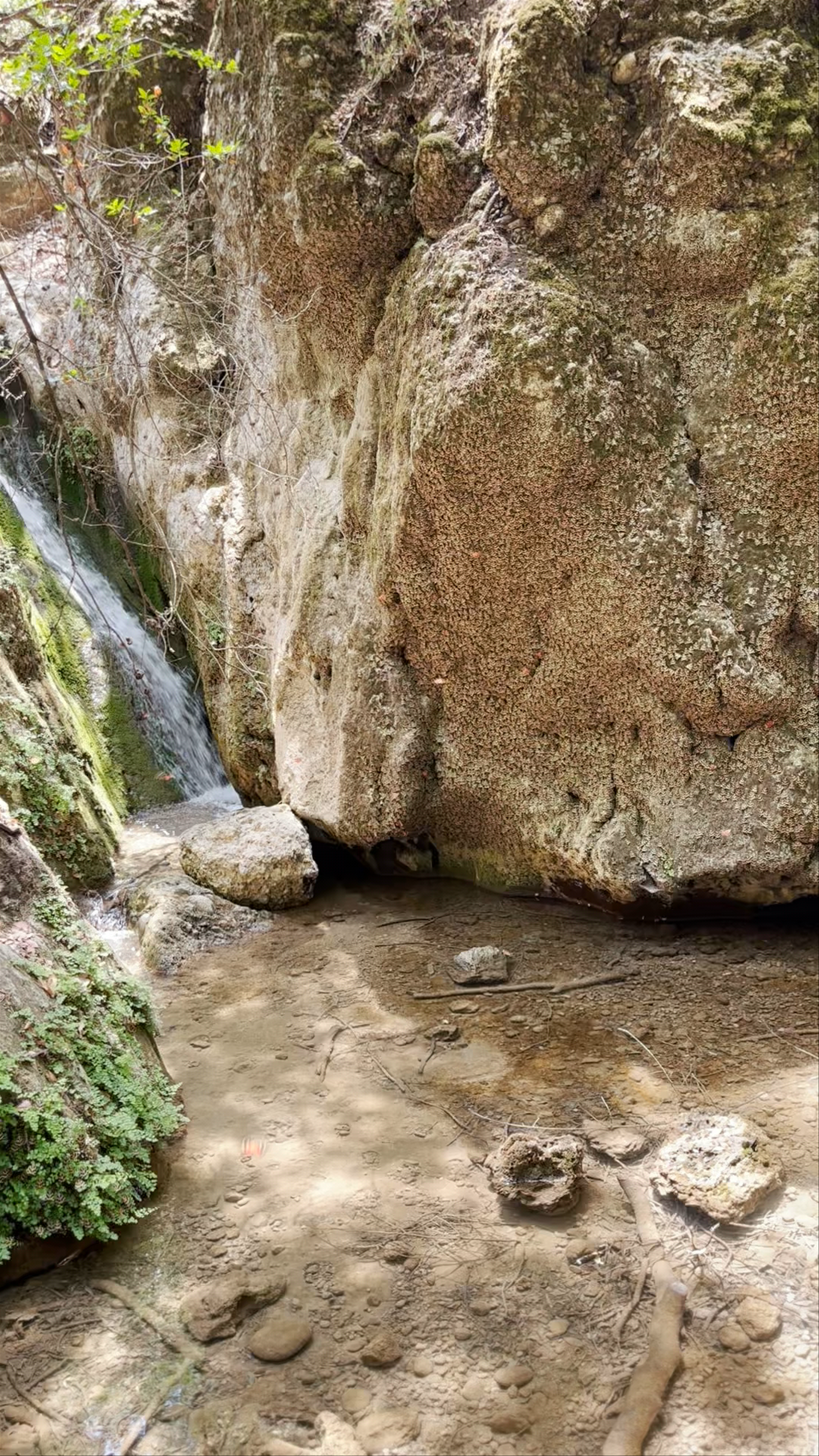 Butterflies Valley