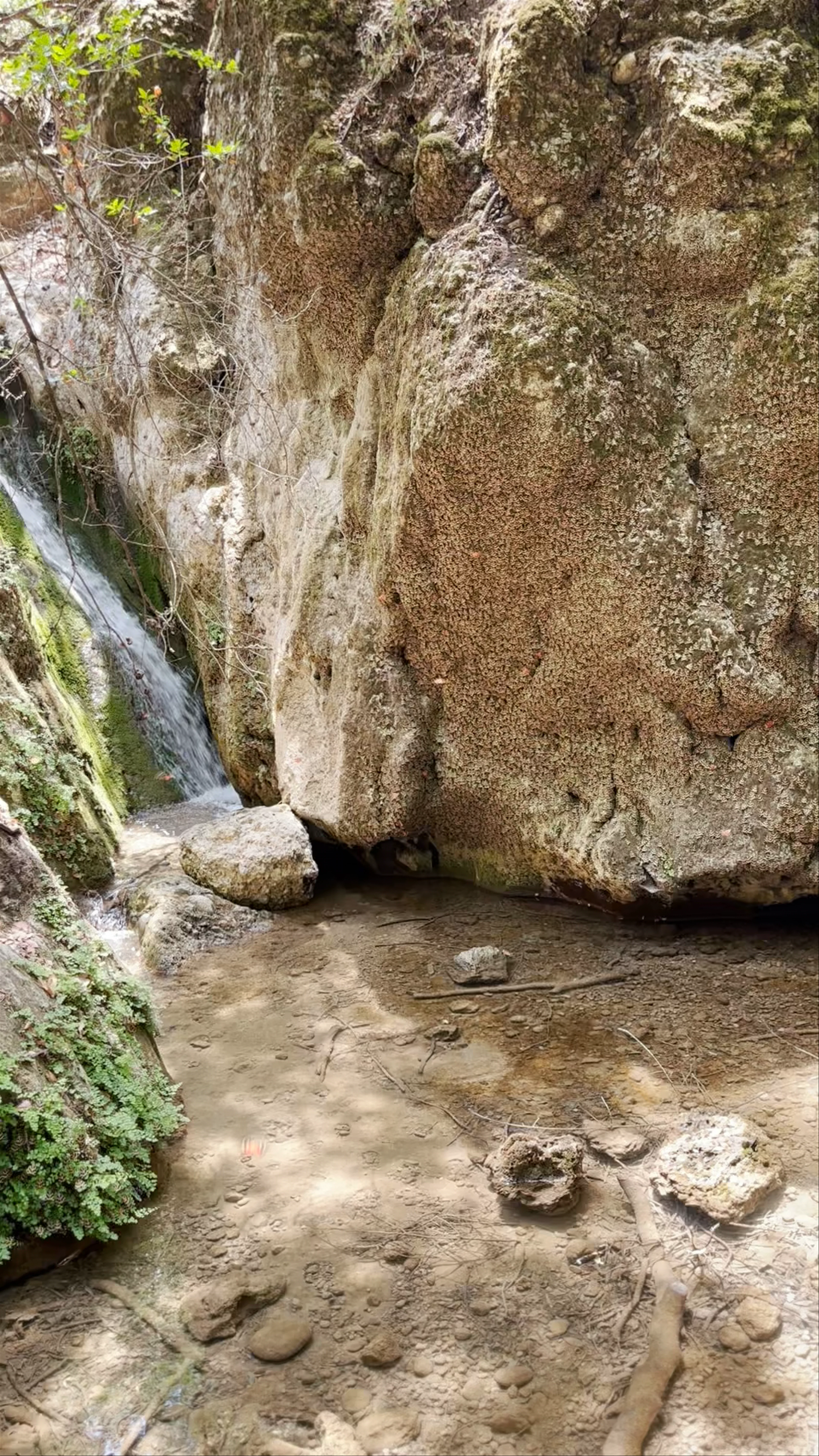 Butterflies Valley