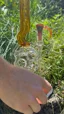 Small image 9