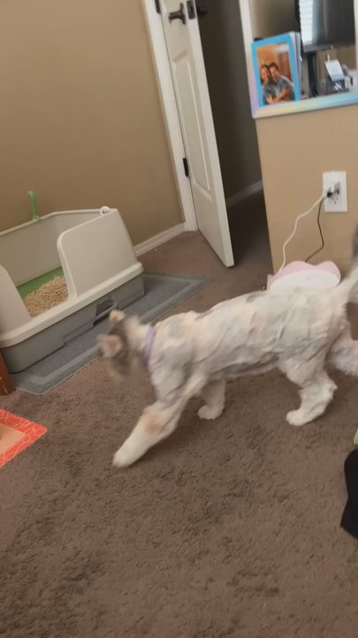 Premier Pets Grooming - Pet Groomers Near Me - Rio Rancho, New Mexico