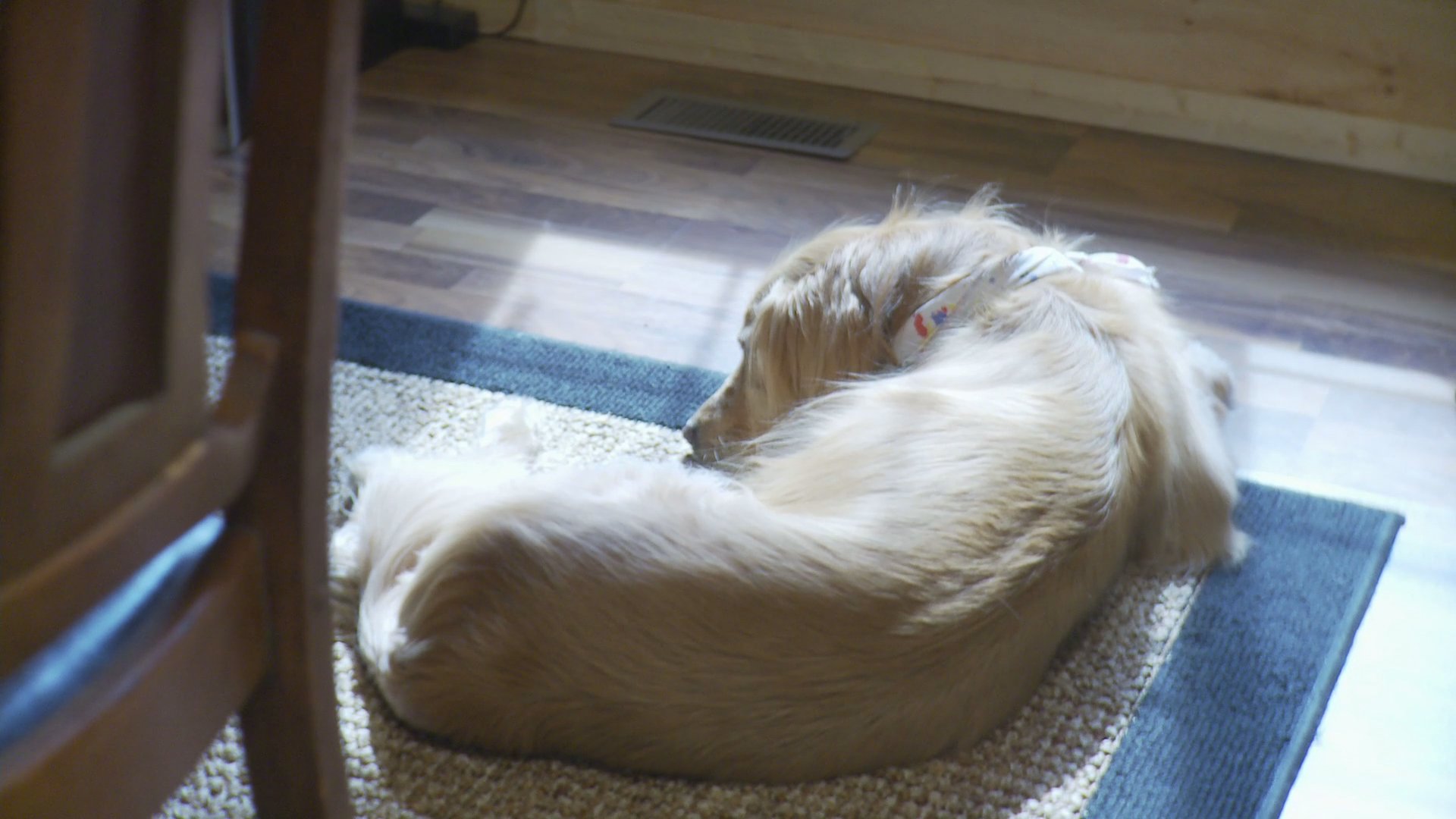 A woman sits by a window, reading a document with a contemplative expression while her golden retriever rests nearby. The atmosphere is quiet and domestic as she processes the contents of the page.