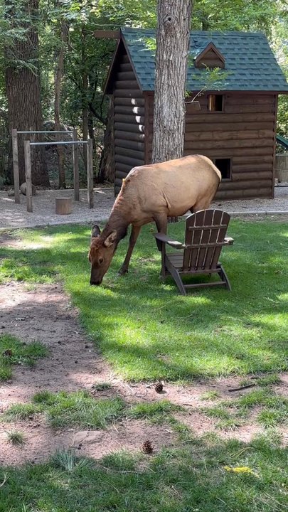 Christopher Creek Lodge - Hotels Near Me - Payson, Arizona
