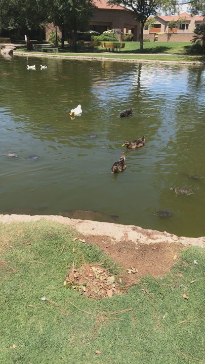 Spokes On Southern - The cute little pond outside - New American Near Me - Tempe, Arizona