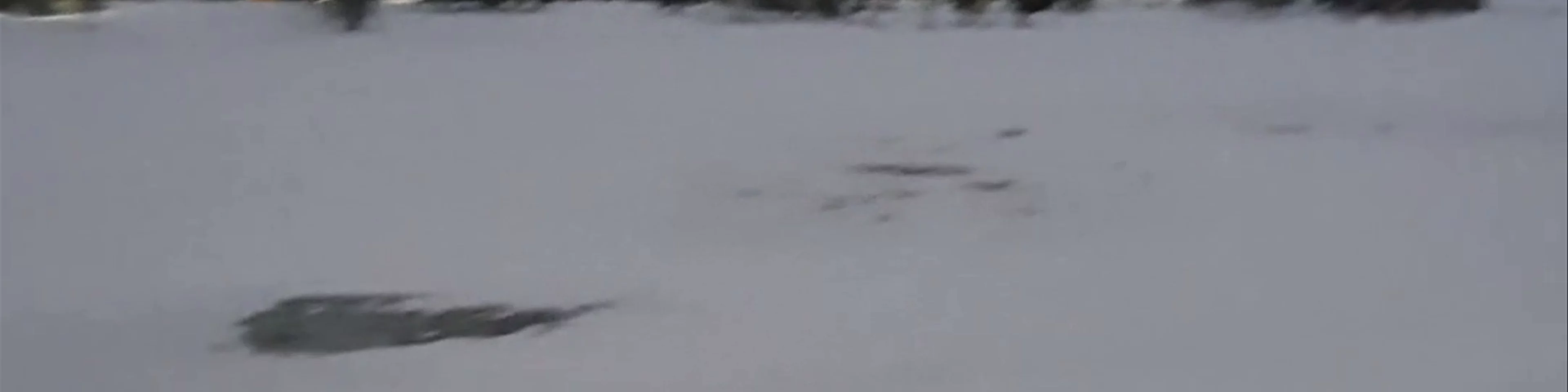 Jätkänkynttilä