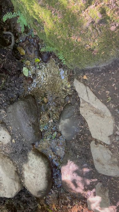 Squak Mountain State Park - Still trickling mid summer - Hiking Near Me - Issaquah, Washington