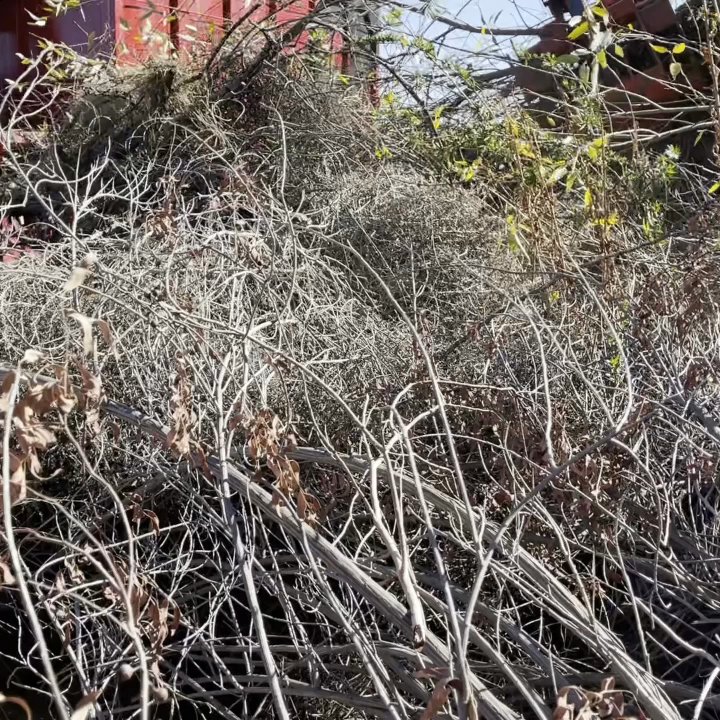 Art's Tree Service - Clean up services Bakersfield - Tree Services Near Me