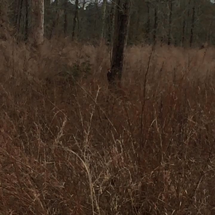 Sam Houston National Forest - Woodpecker at work - Parks Near Me - New Waverly, Texas