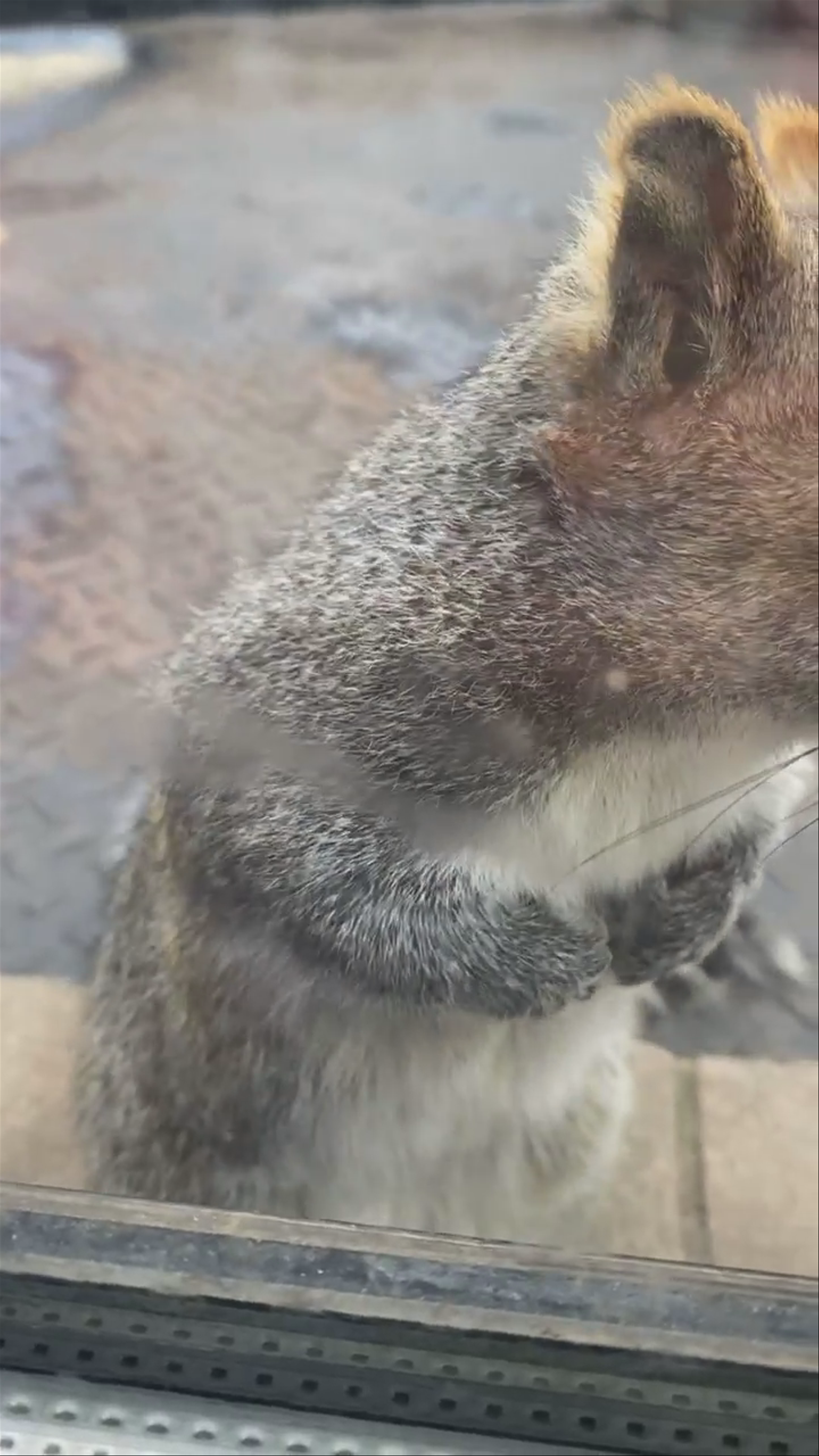 Squirrel at Will’s 😦