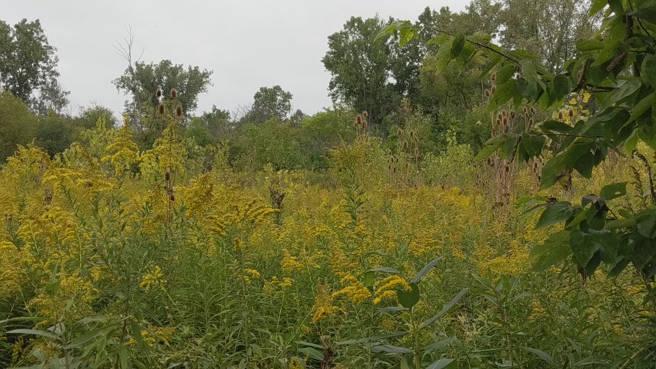 Morton Taylor Trailhead - Hiking Near Me - Canton, Michigan