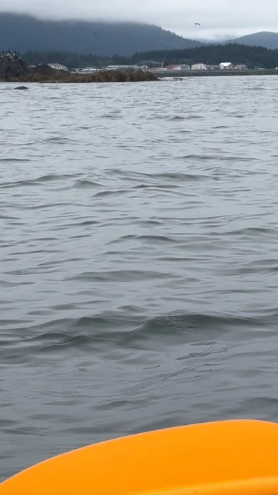 Sitka Wild Coast Kayaks - Here is the whale we saw! - Rafting/Kayaking Near Me - Sitka, Alaska