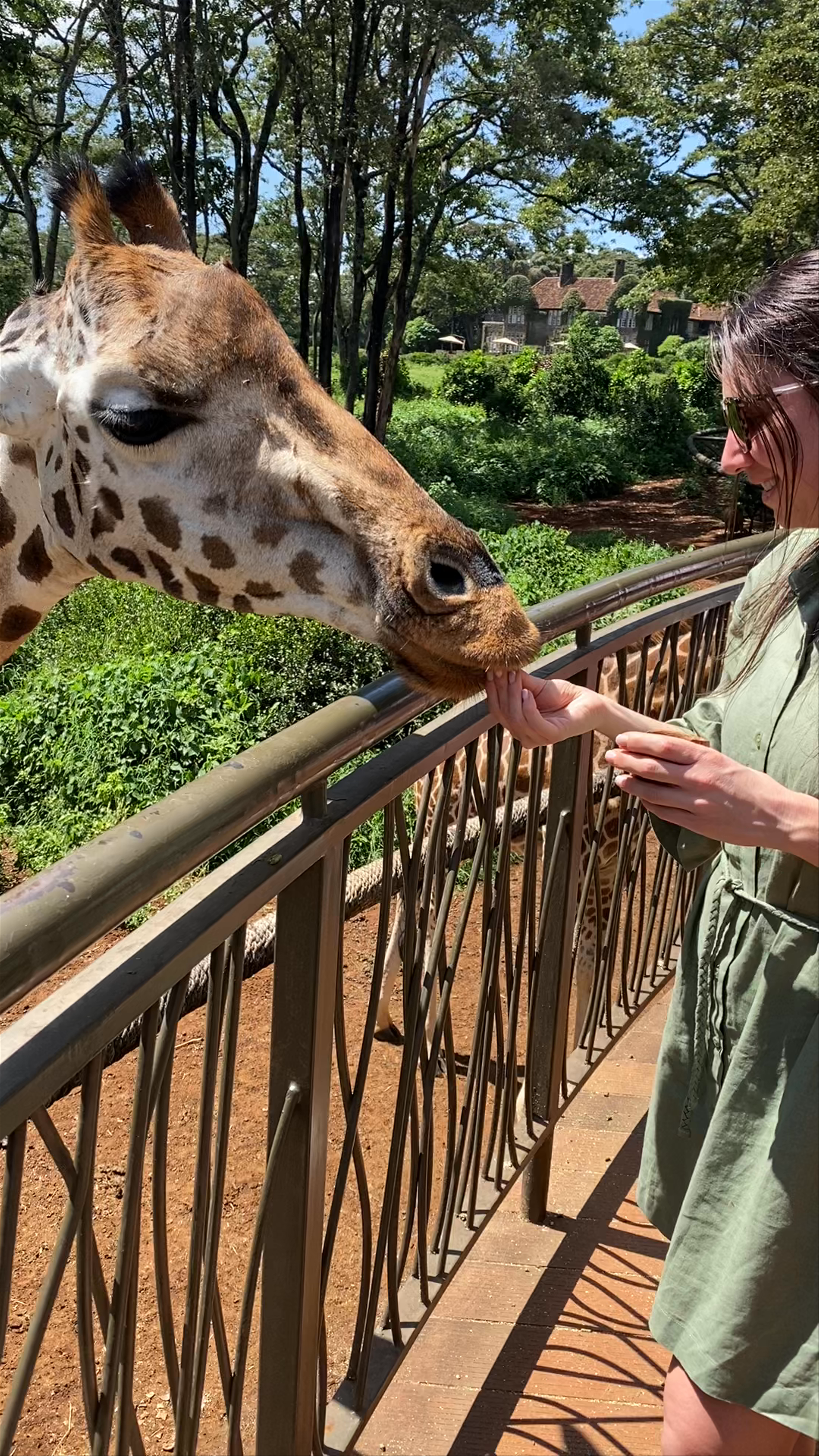 Giraffe Centre