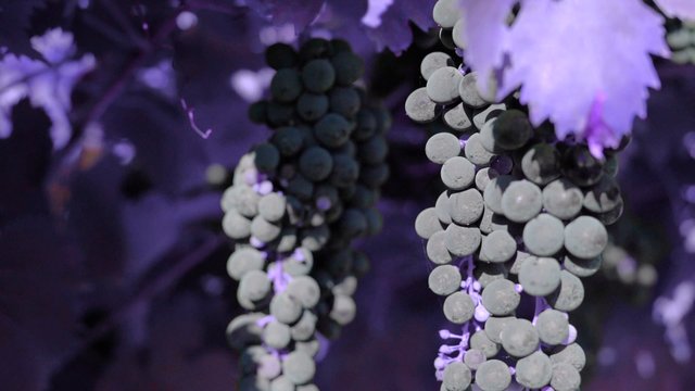 Purple grapes and leaves