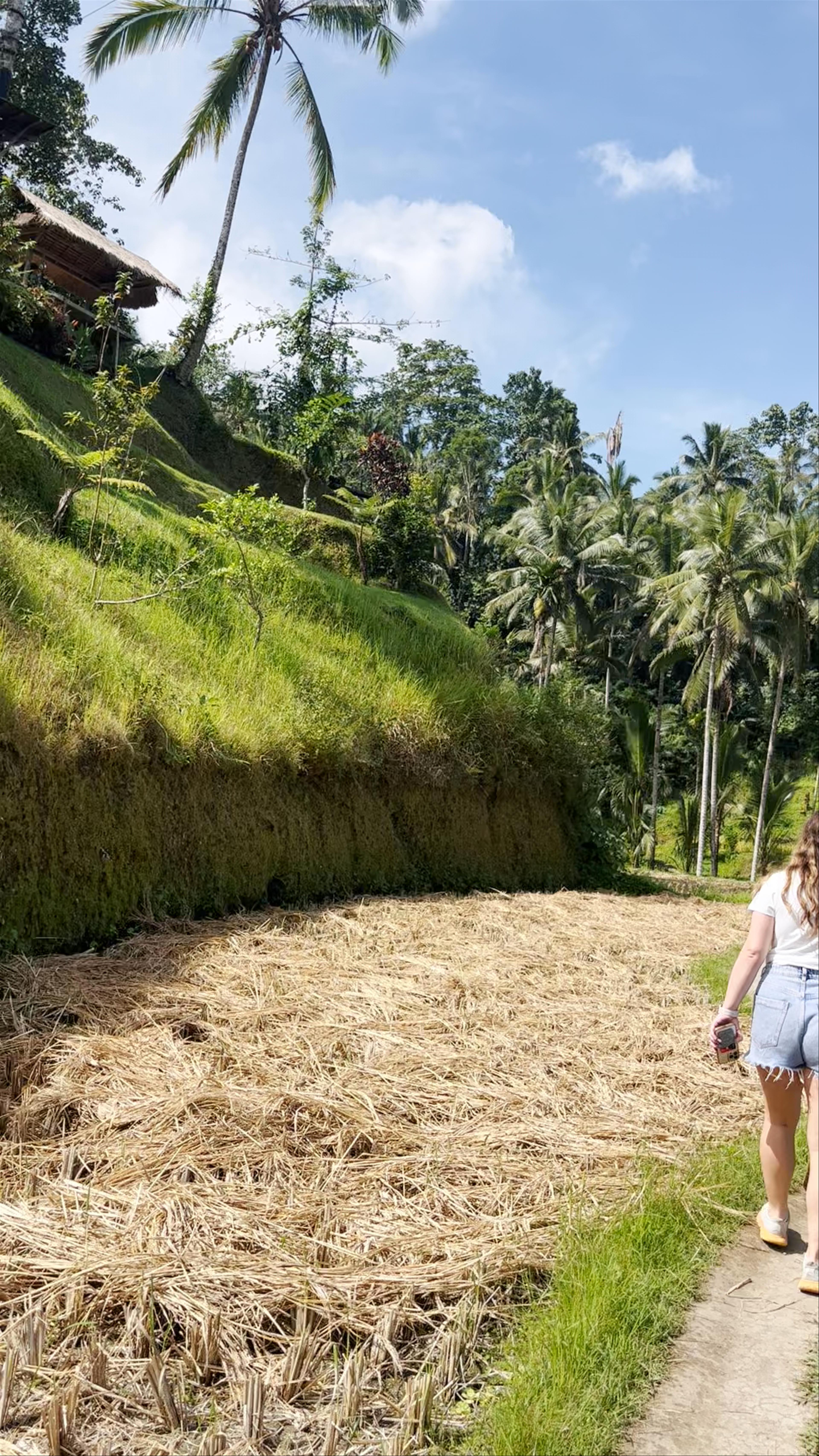 Indonesia, Ceking Rice Terrace