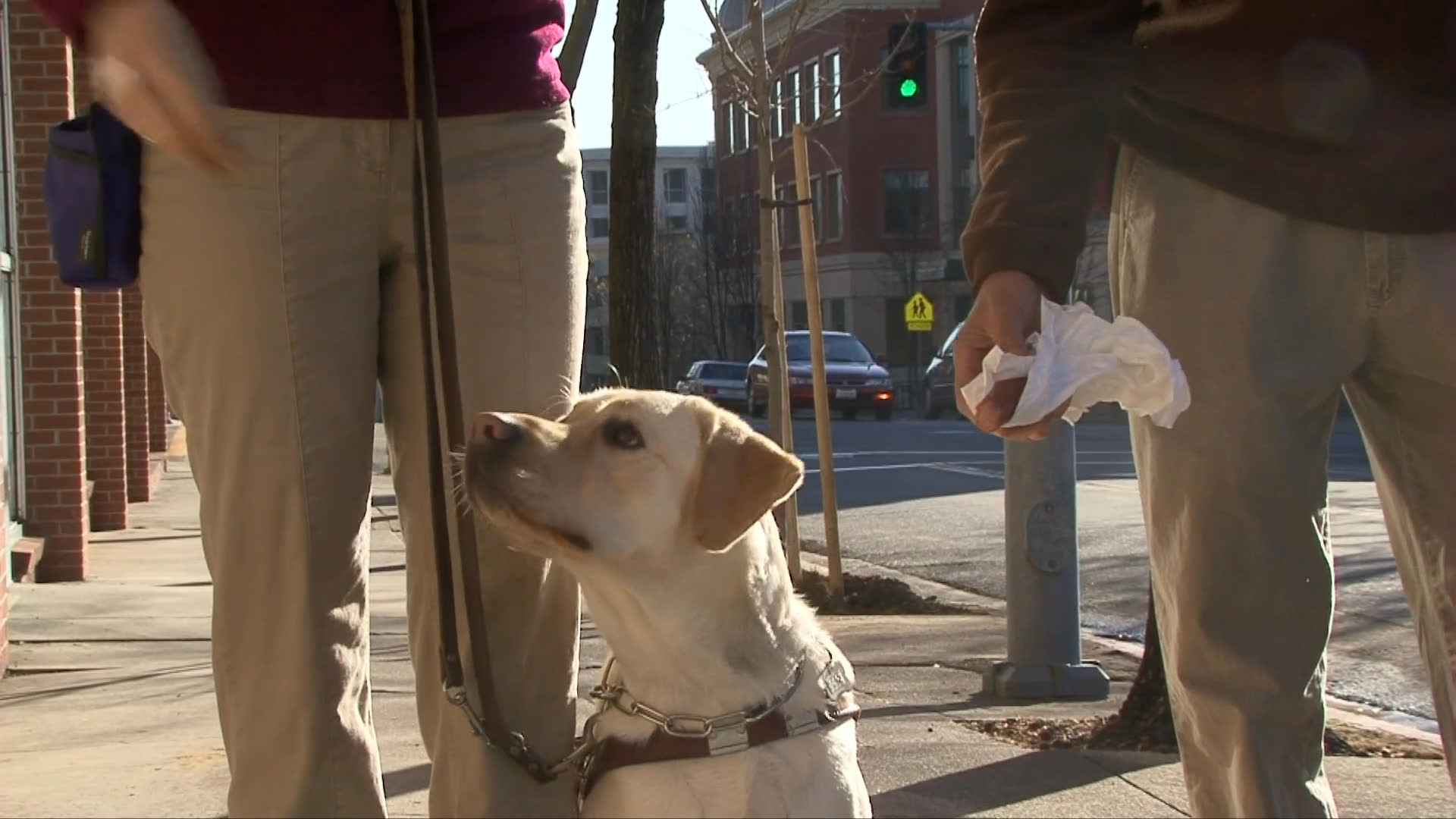 A handler practices training exercises with a yellow Labrador service dog in a public grocery store and on an urban street. The session focuses on positive reinforcement through rewarding the dog for good behavior.