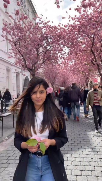 Photo of Cherry Blossoms in B