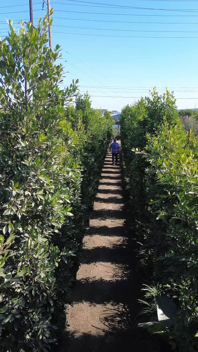 Rolling Hills Nursery - Nurseries & Gardening Near Me - Paramount, California