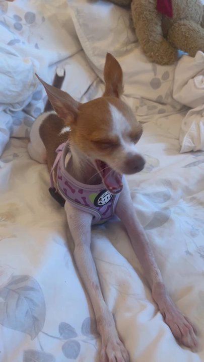 Fernando Cruz, DVM - Thank you, Dr. Cruz for being a wonderful human! - Veterinarians Near Me - Fullerton, California