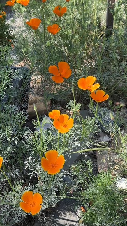 William F. Prisk Elementary School - So many pretty flowers in bloom. - Elementary Schools Near Me - Long Beach, California