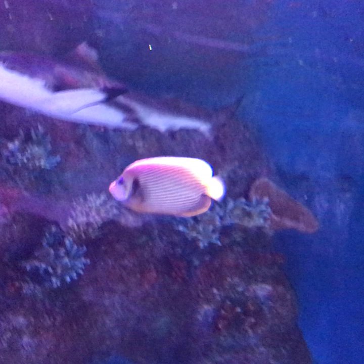 Via Aquarium - Fishies! - Aquariums Near Me - Schenectady, New York