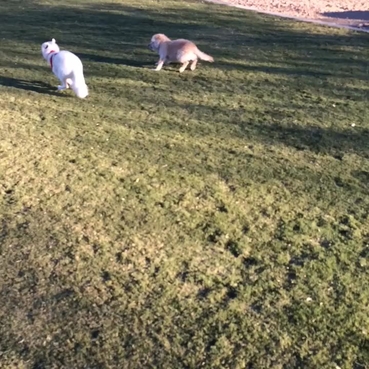 Acacia Demonstration Gardens - 1....2............& 3 lets race! - Parks Near Me - Henderson, Nevada