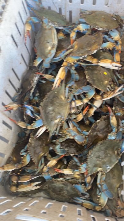 Amy's Seafood - Right now $150 in Chicago. Here $25. - Seafood Markets Near Me - Westwego, Louisiana