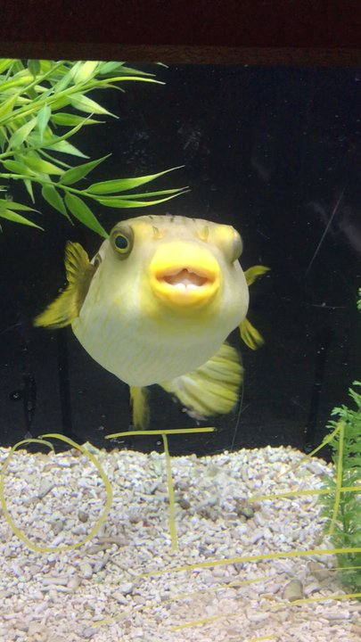 Tropical Imports - :( - Pet Stores Near Me - Glendale, California