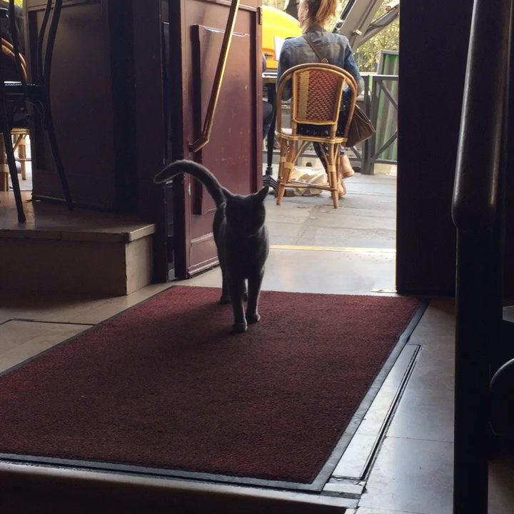 Au Petit Suisse - Le chat gris - Brasseries Near Me - Paris, 75
