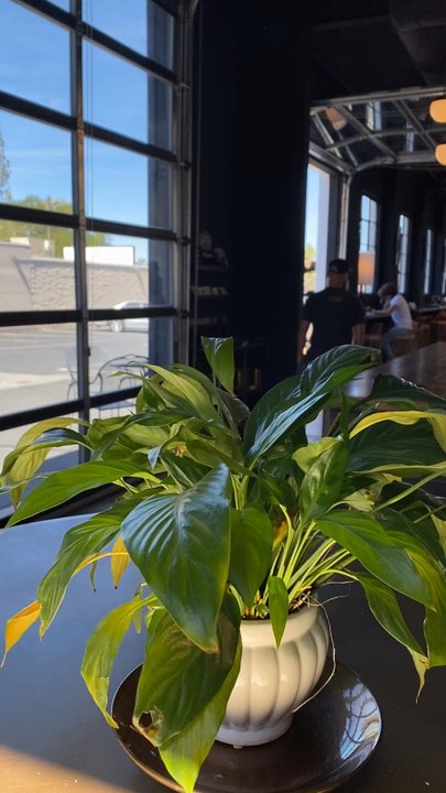 Bristlecone Company - Coffee & Tea Near Me - Cedar City, Utah
