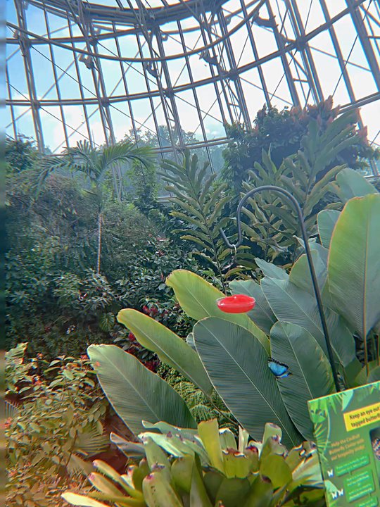 COCKRELL BUTTERFLY CENTER - Updated July 2026 - 672 Photos & 154 ...