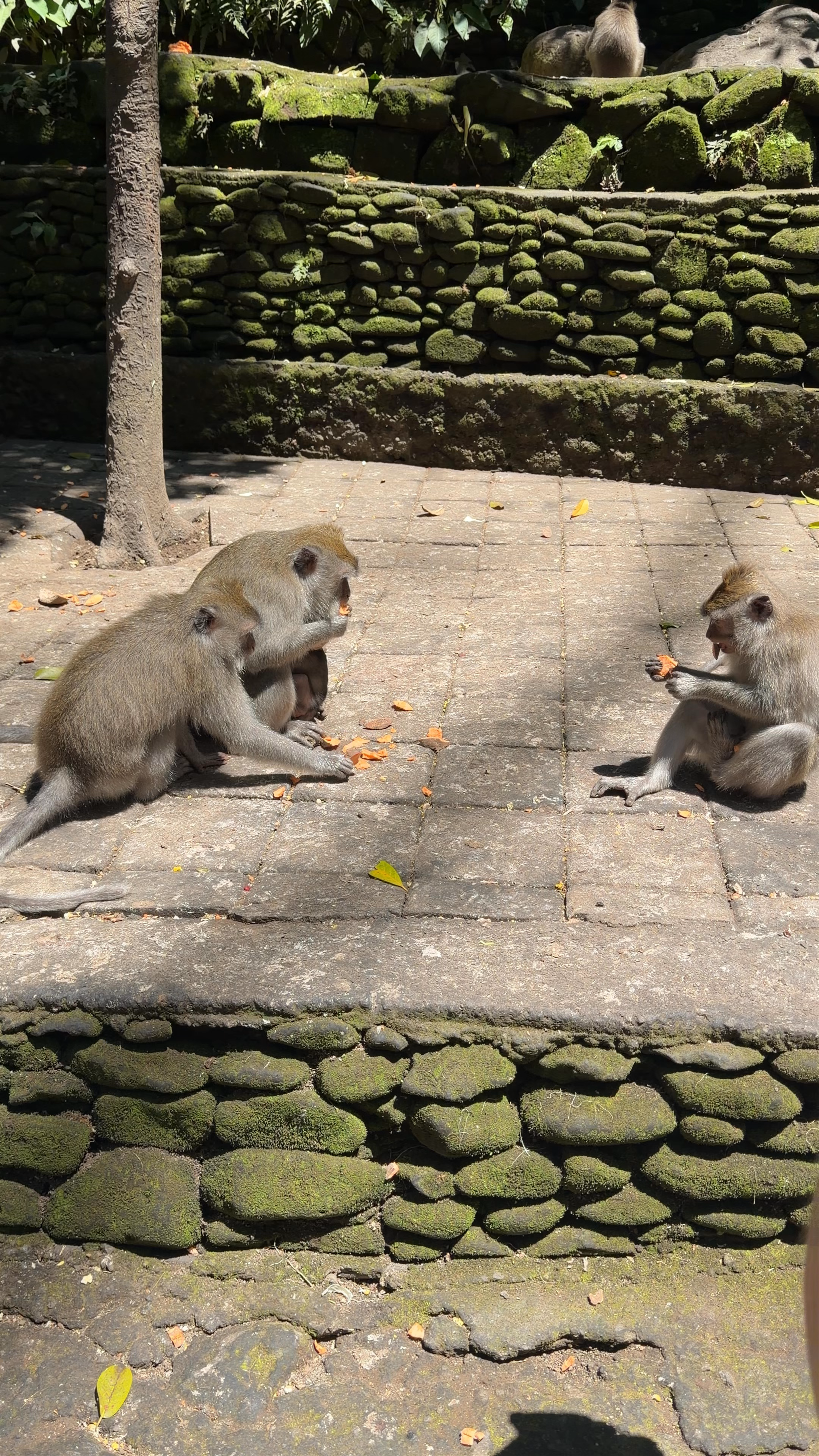 Ubud Monkey Forest