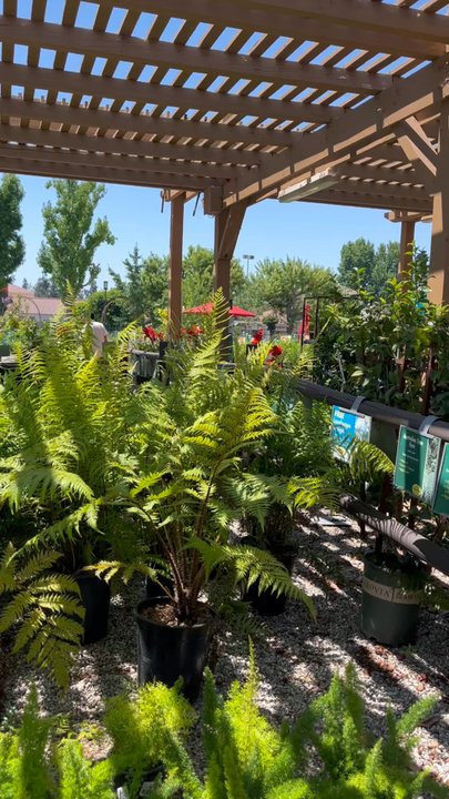 Armstrong Garden Centers - Great place - Nurseries & Gardening Near Me - Monrovia, California