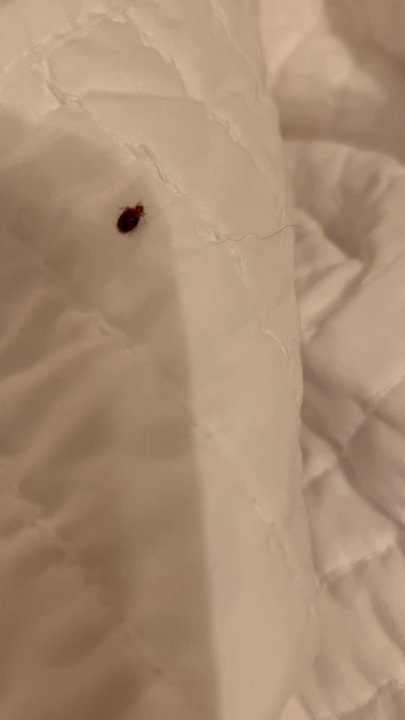 1842 Inn - Checked in , and immediately upon looking at the bed, noticed a bug. Pulled back the covers and there were several more . - Bed & Breakfast Near Me - Macon, Georgia