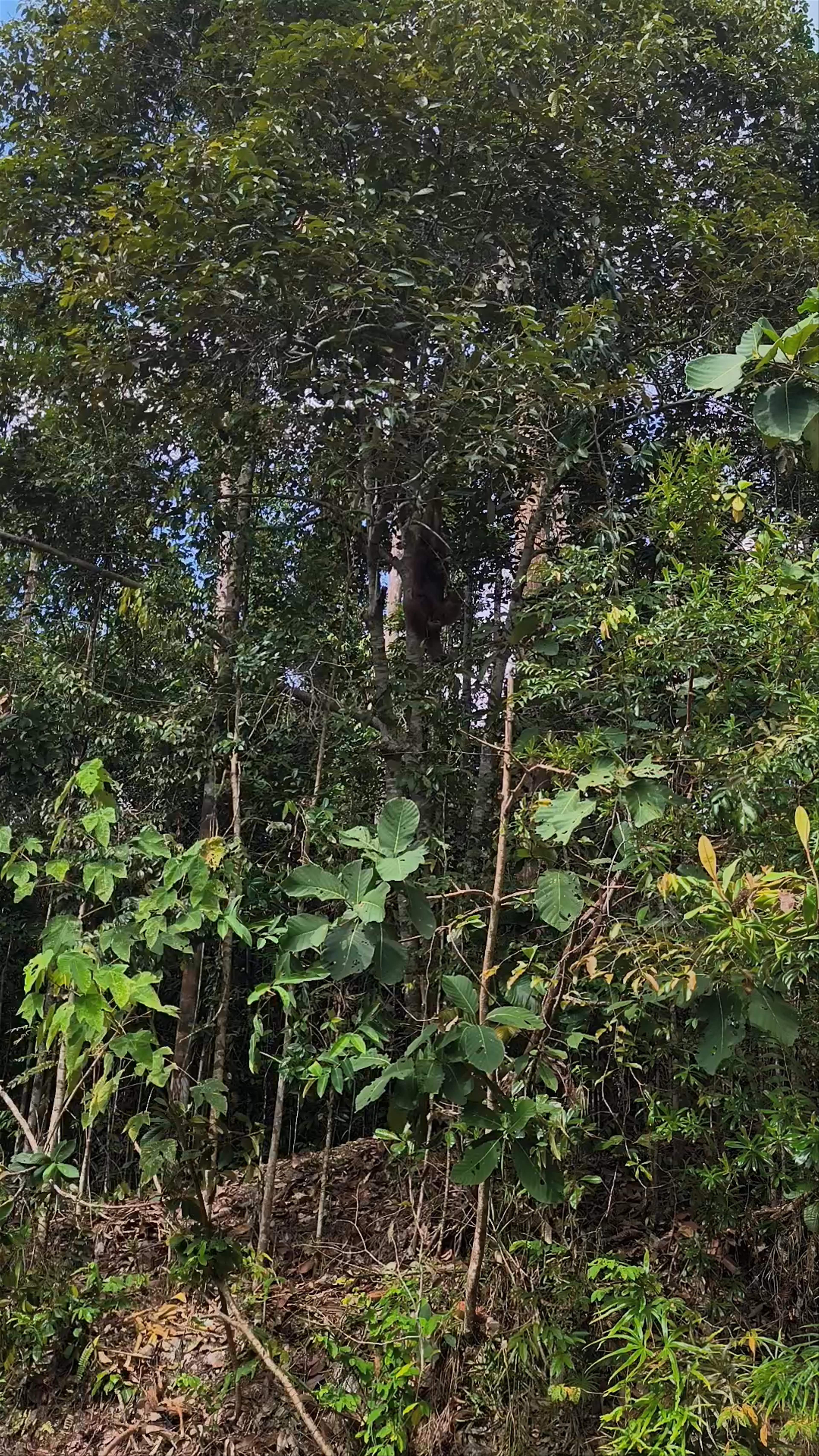 Orangutans in Semenggoh Nature Reserve: A Wild Encounter in Borneo’s Jungle