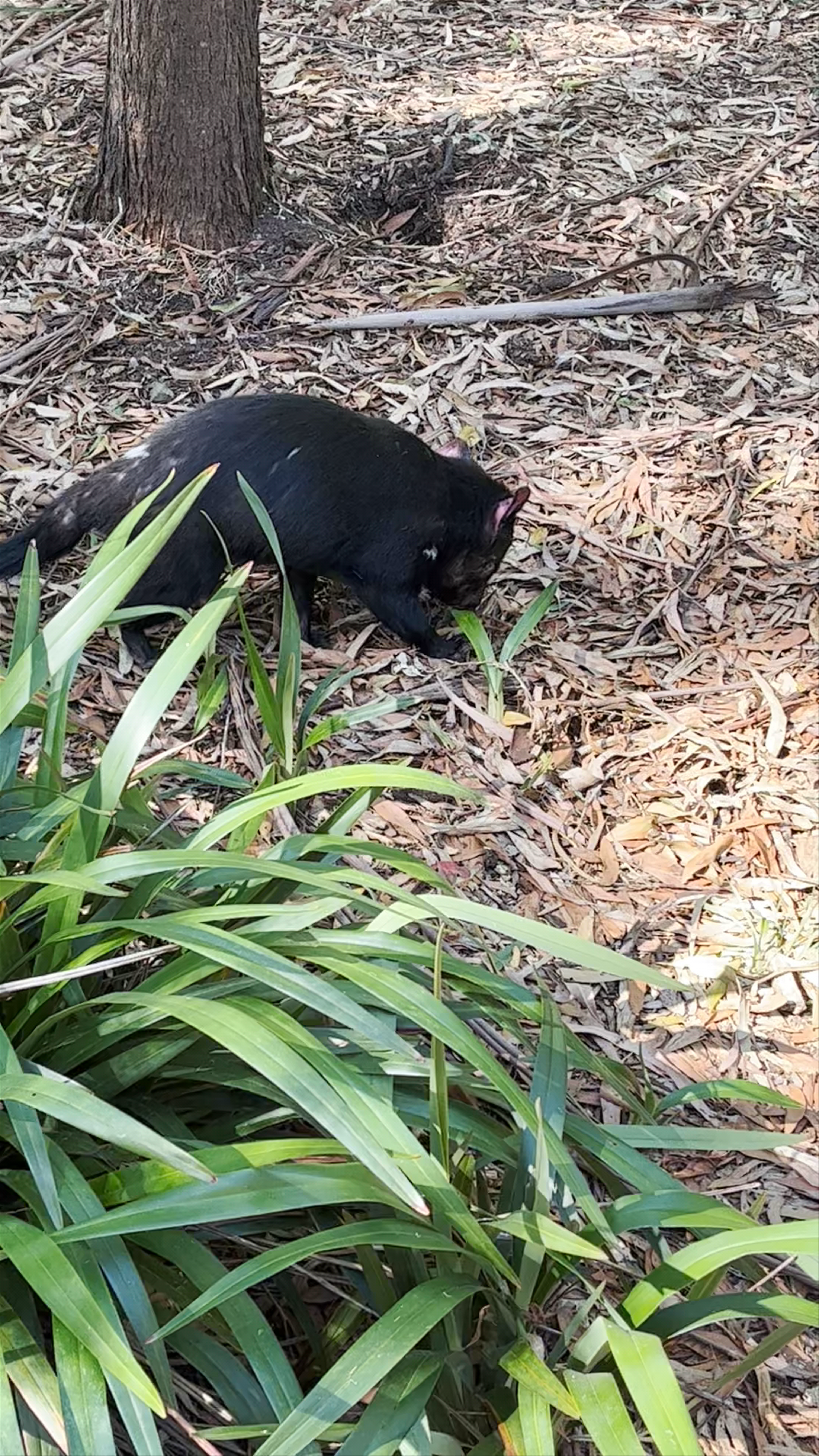 Healesville Sanctuary