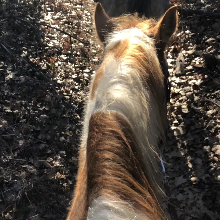 Widowmaker Trail Rides - Going through the trails! - Horseback Riding Near Me - Southlake, Texas