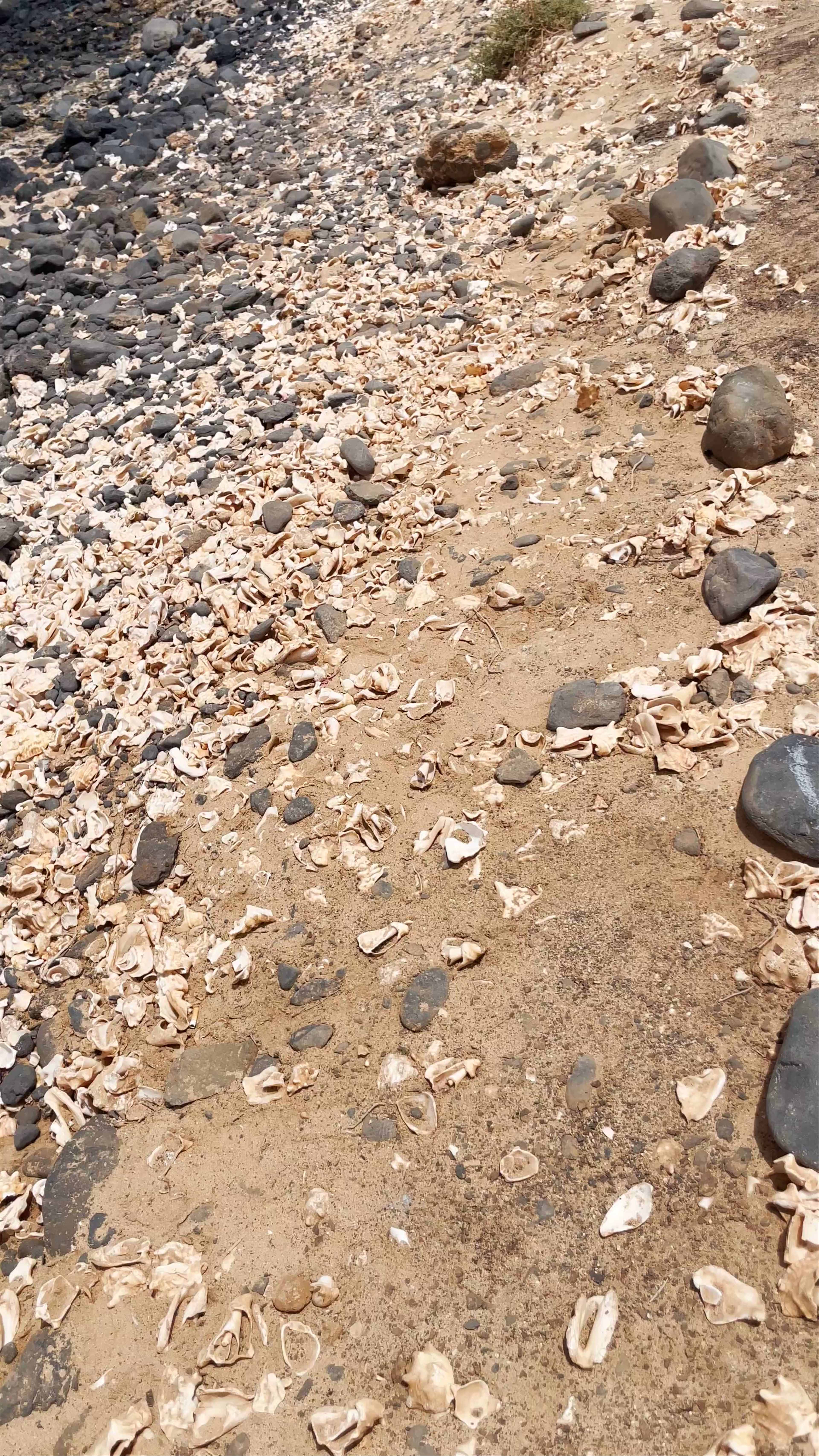 Shell Cemetery Beach