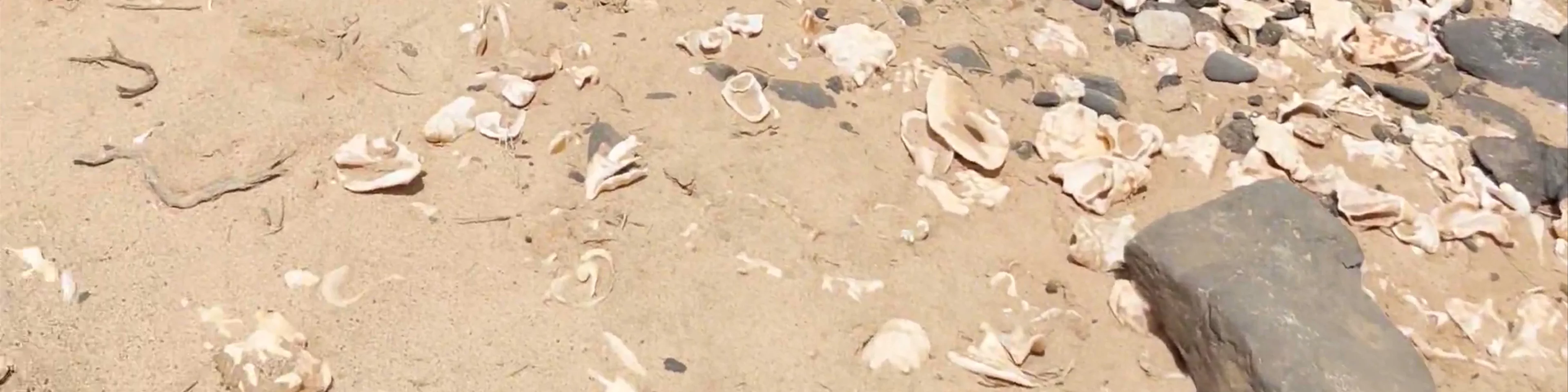 Shell Cemetery Beach