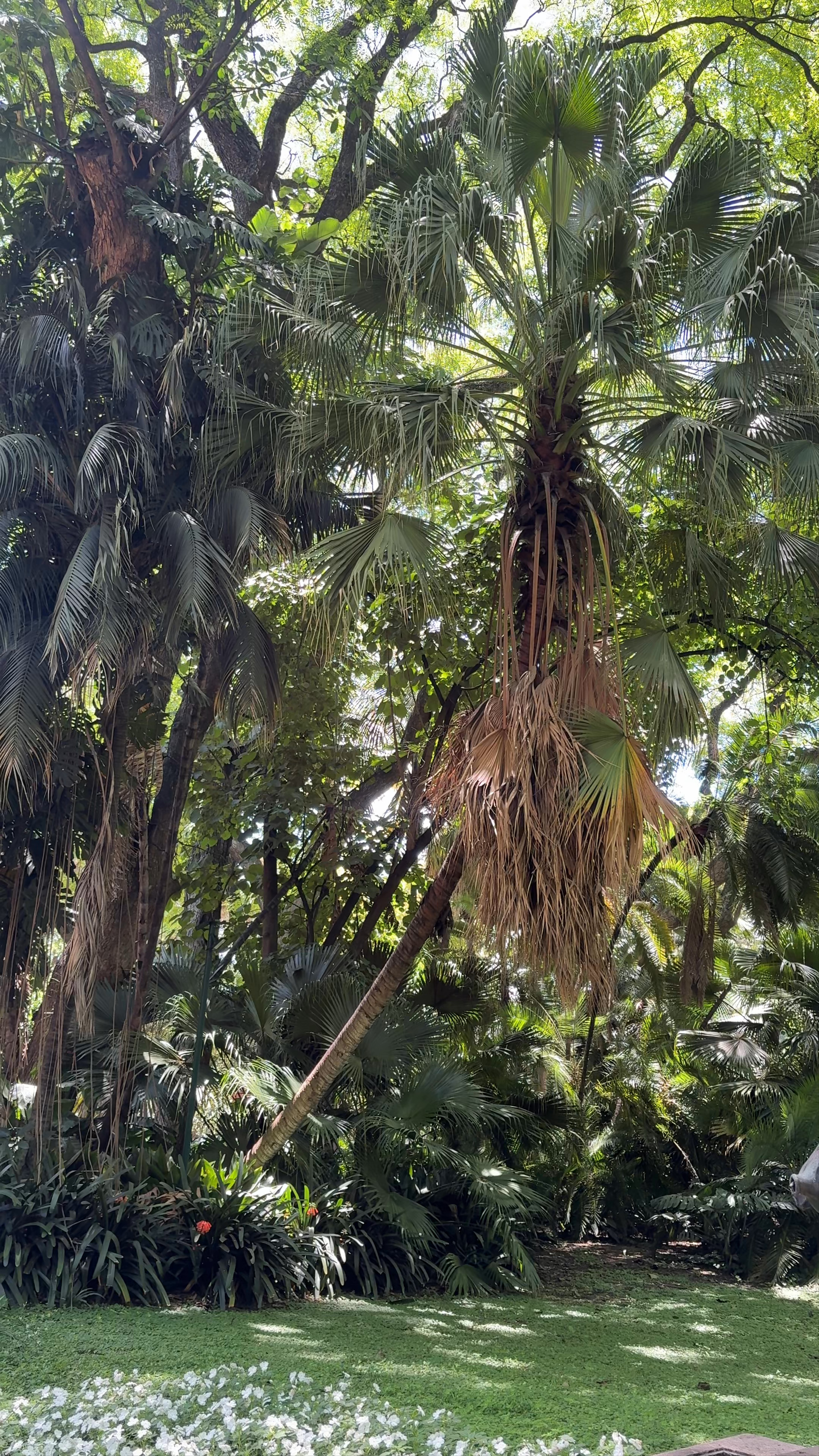 Jardín Botánico Carlos Thays