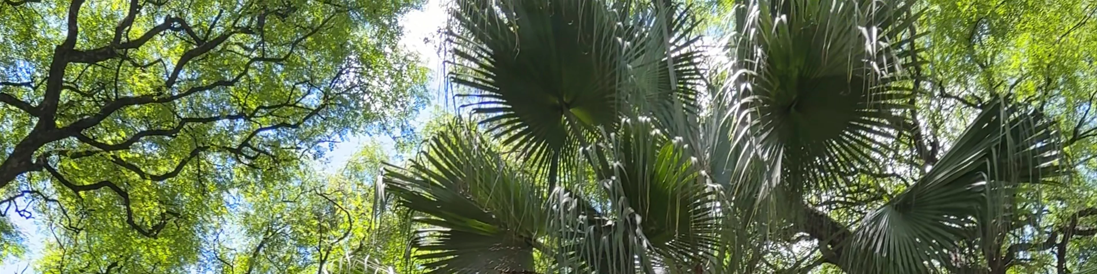 Jardín Botánico Carlos Thays