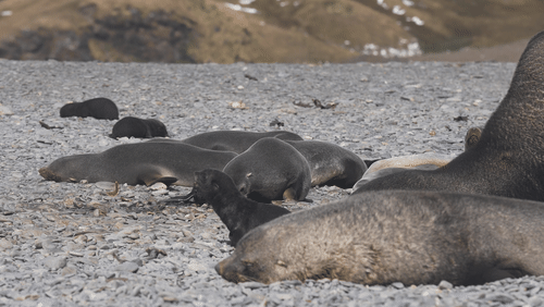 Antarctic Fur Seals on Saint Georgia Island animated gif