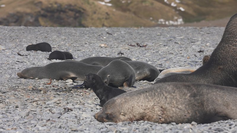 Antarctic Fur Seals on Saint Georgia Island poster