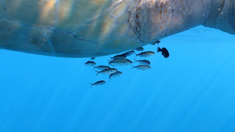 Pilot fish under Sea Turtle poster