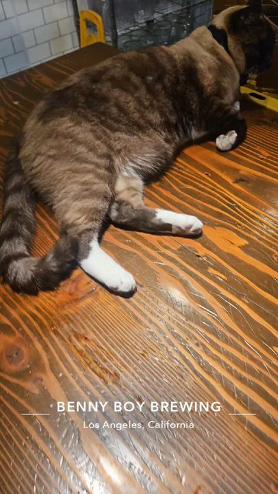 Benny Boy Brewing - Later the brewery cat - Breweries Near Me - Los Angeles, California