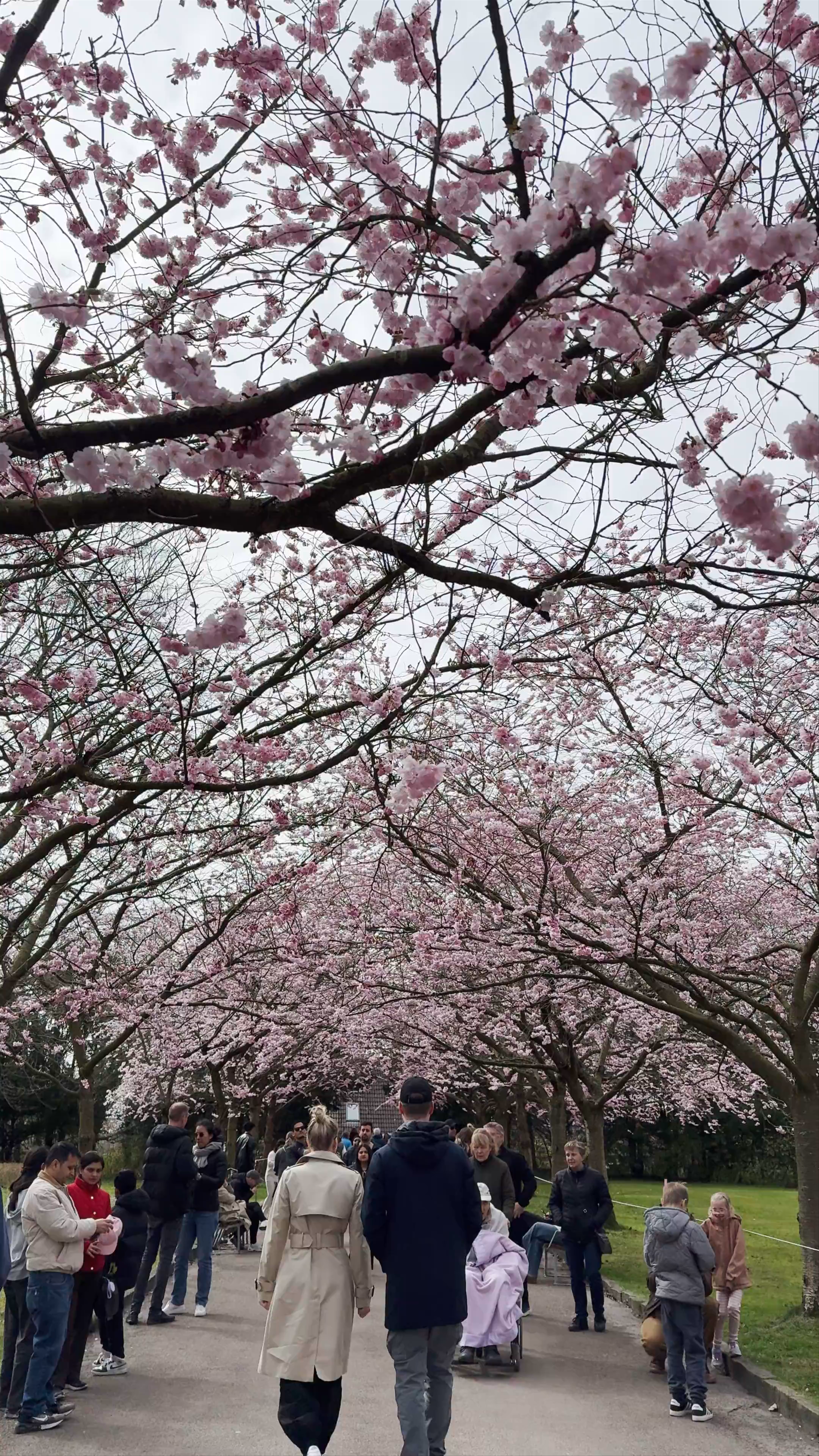 Hvide Kirsebærtræer