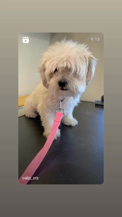 Cali Pets - Pet Groomers Near Me